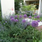 10-Zierlauch,-Katzenminze-und-Rosen St-Willibrord Planung Christian Grote Landschaftsarchitekt gründesign