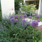 10-Zierlauch,-Katzenminze-und-Rosen St-Willibrord Planung Christian Grote Landschaftsarchitekt gründesign
