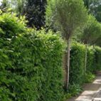 Privatgarten mit Schwung - Entwurf von Christian Grote gründesign