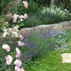 am Boden Fiederspiere und kriechende Glockenblume Privatgarten_Bogenhausen Entwurf von gründesign