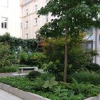 Eibenkugeln-Hortensien,-Farne-und-immergrüne-Stauden Planung Christian Grote Landschaftsarchitekt gründesign
